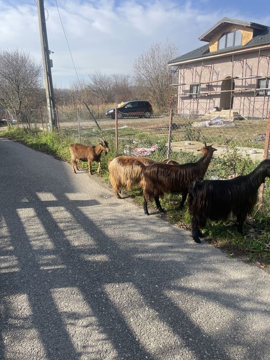 Vand capre tinere gestante