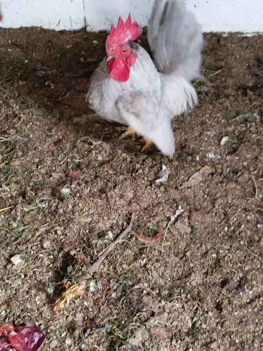 Cocoș și găinușă Chabo