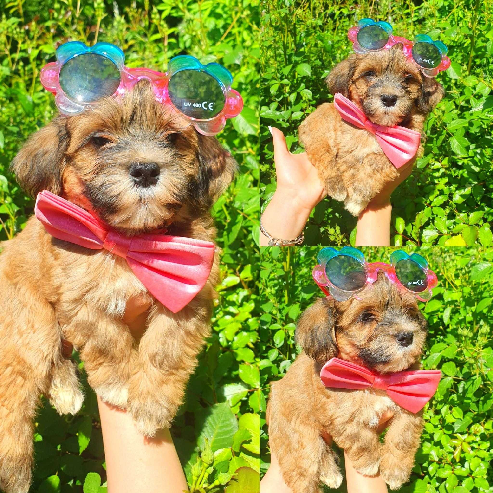 Bichon Havanez cu pedigree, Canisa autorizata FCI si ACHR