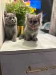 Мама кошка с котатями , 1 девочка 2 мальчик