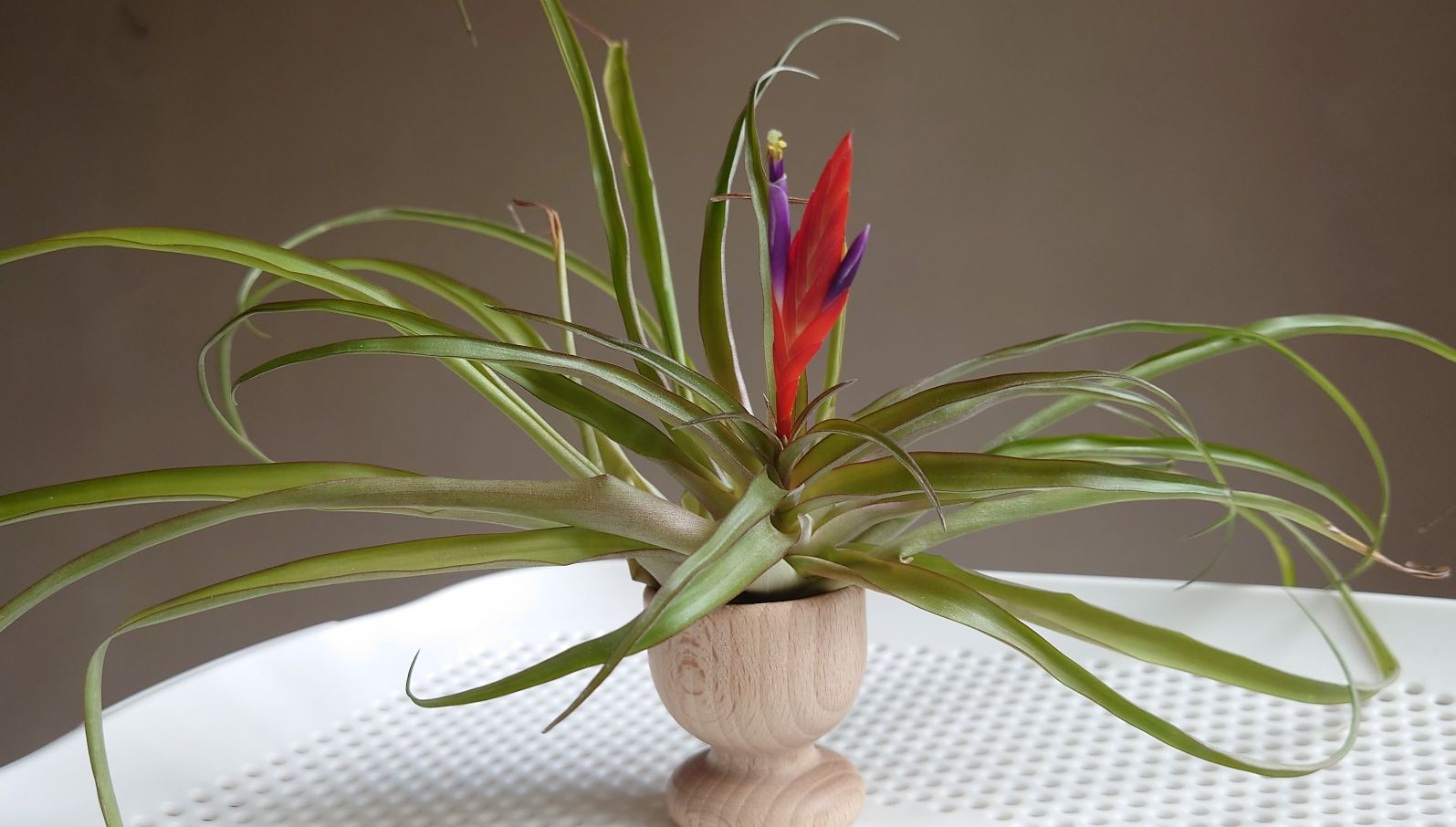 Tillandsia mărime XL curly slim, super silver, ionantha, caput medusae