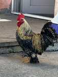 Vând cocoș de munte, matur.