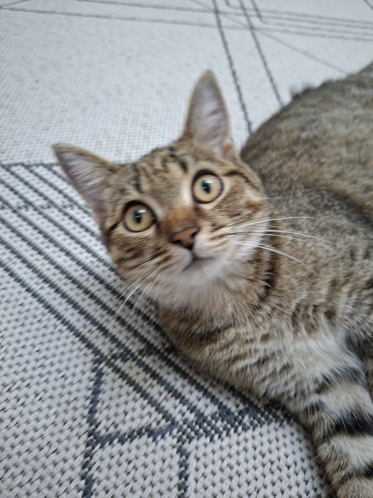 Кошка, домашняя,