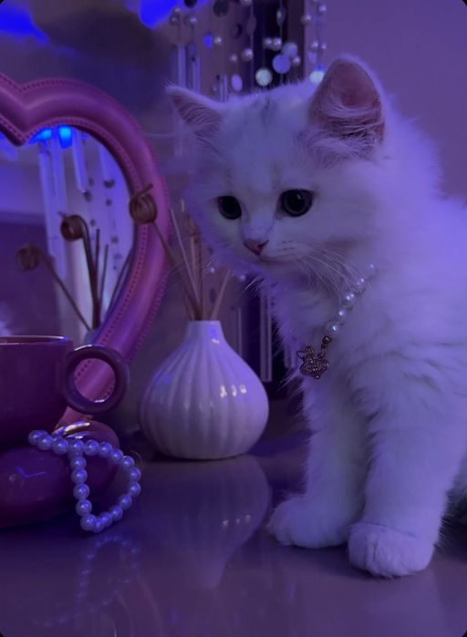 Продается котёнок