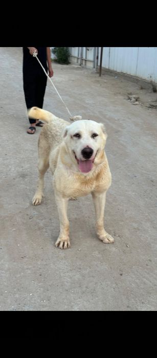 Ұрғашы алабай срочно