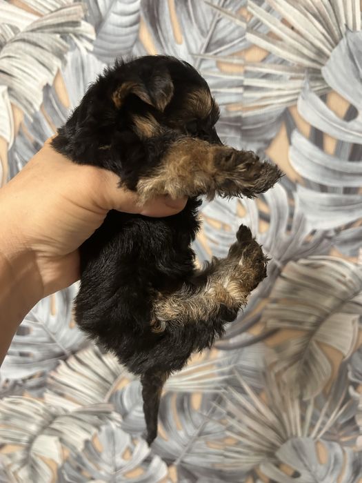 Мини йоркширски териер момченце