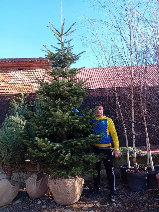 Vând brazi verzi diferite dimensiuni