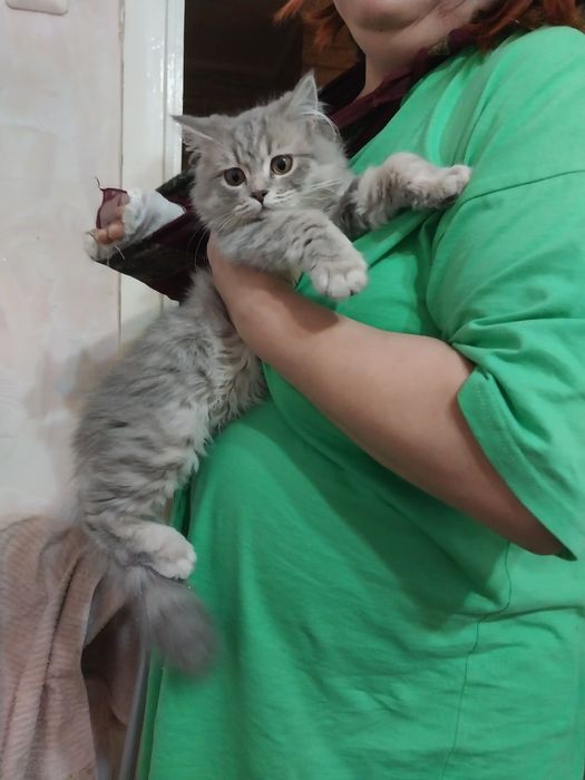 Кошки .скотиш страйтживотные