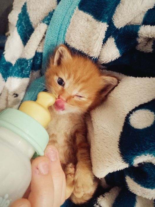 отдаем котенка в добрые руки