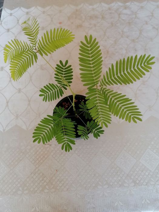 Vând Mimoza Pudica  (planta mișcătoare)