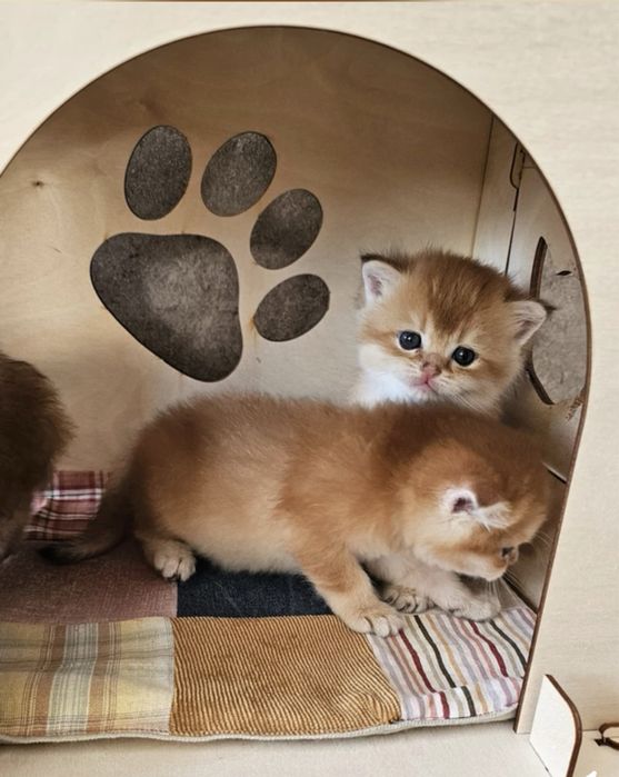 Золотые карапузики британцы