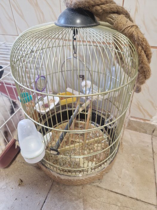 Peruș-papagal (fetiță)