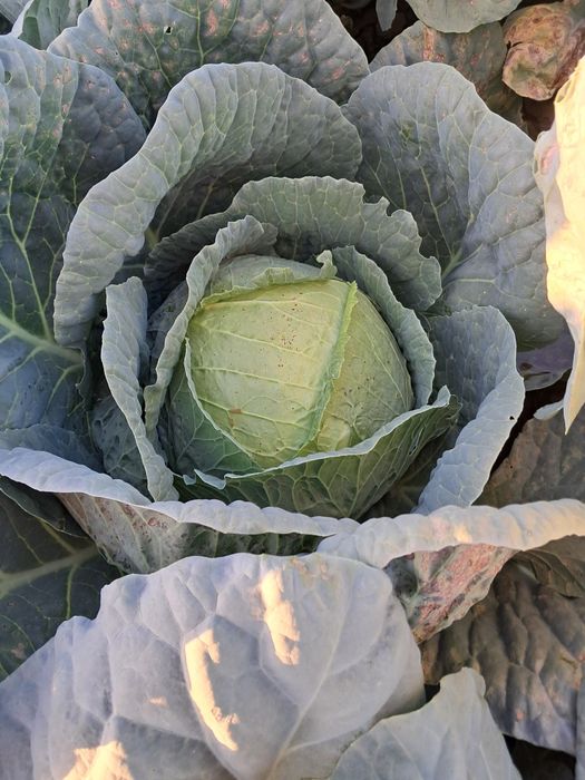 Varza de Buzău  de vânzare comuna Vișani județul Brăila 1 ,20