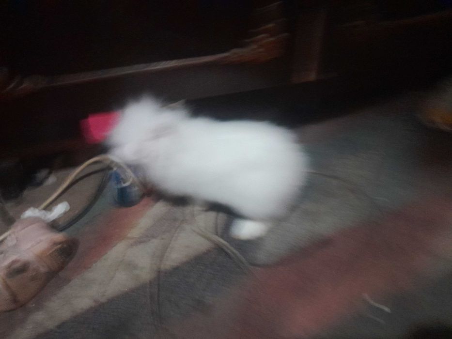 De vânzare său schimb