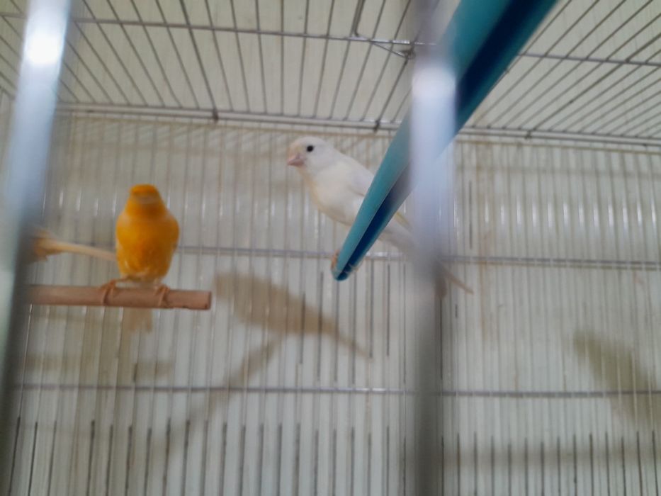 Канарейки поющие