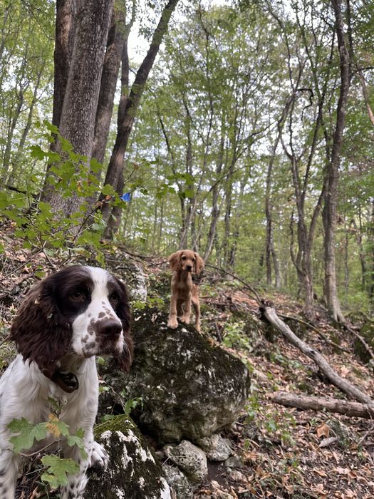Кучета за трюфели