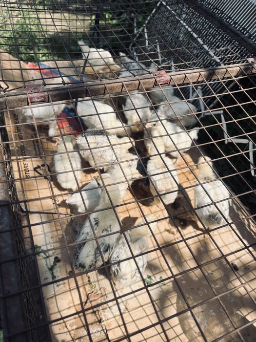 Цыплята Ортез Гипс Для ноги Лангет