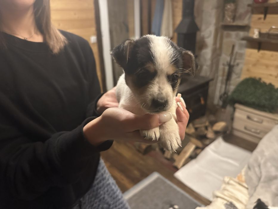 Продавам кученца Джак Ръсел