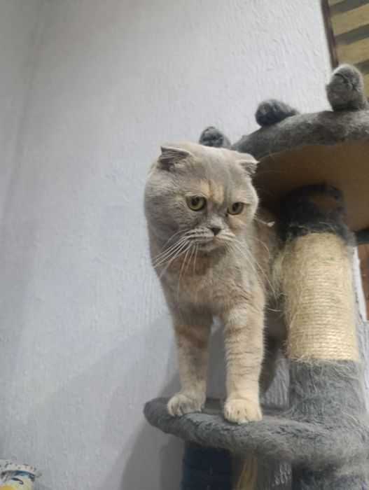 Шотладска клепоуха