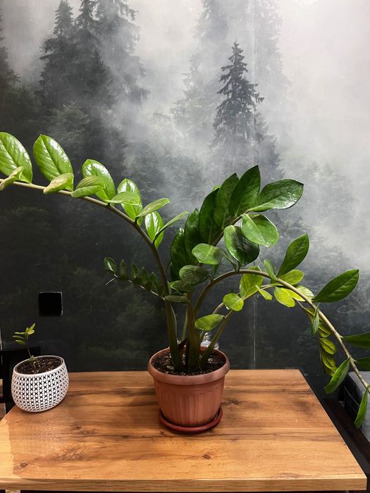 долларовое дерево(замиокулькас)