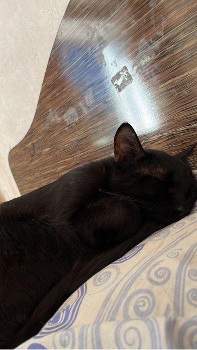 Отдам кота в хорошие руки