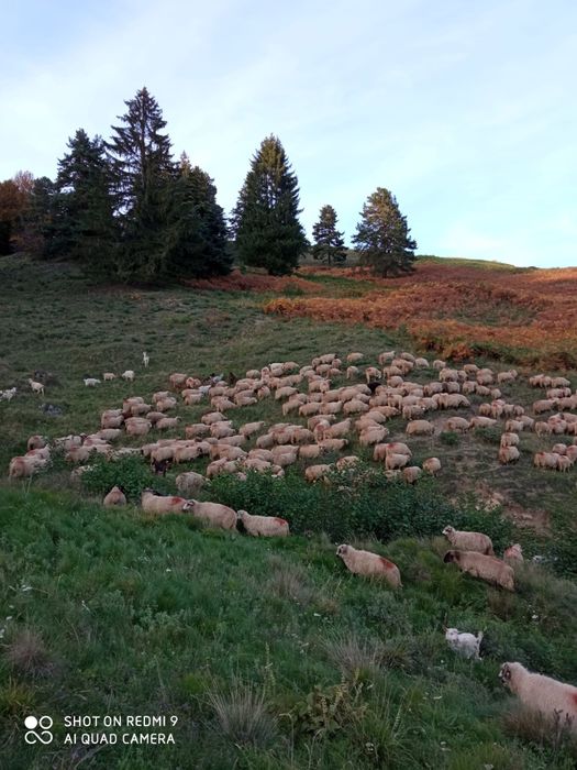 Schimb 100 de oi pe vitele angus sau baltata romaneasca