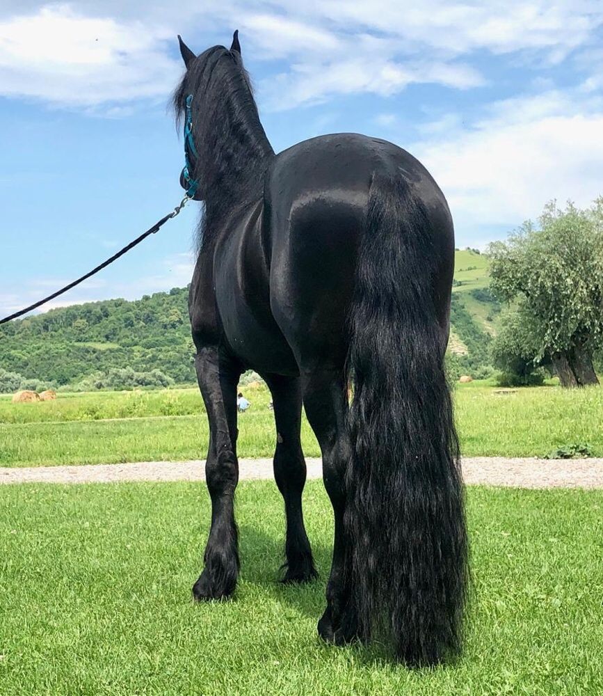 Friesian Armăsar Frizian Friz