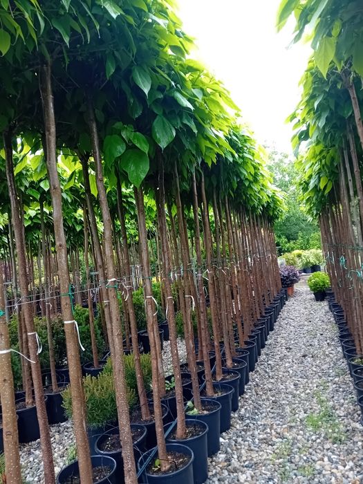 Vând catalpa globulară diferite dimensiuni