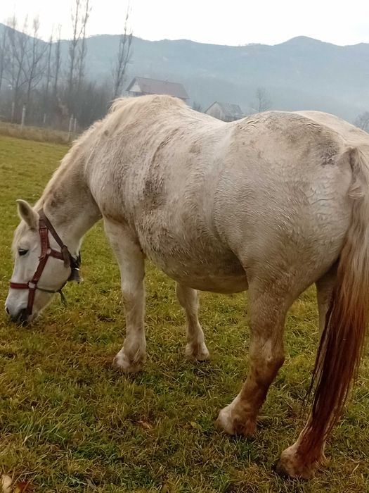 Vand iapa pentru detalii în privat