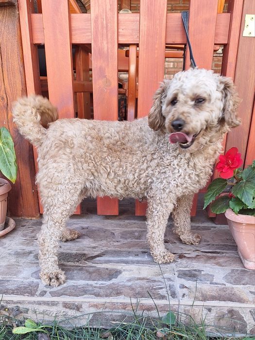 Pudel/Caniche femela