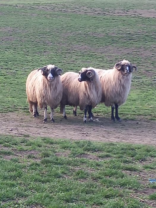 Disponibili 2 strămiori și 1 mior brezi