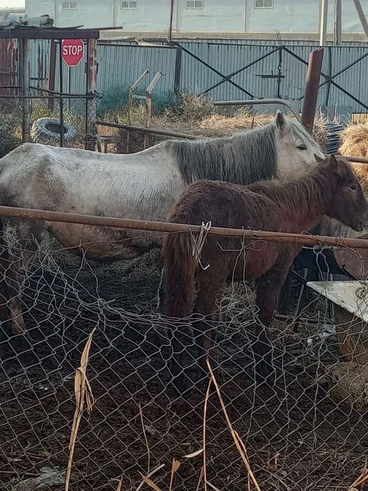 Буаз бие (ұрғашы жабағысымен) сатылады