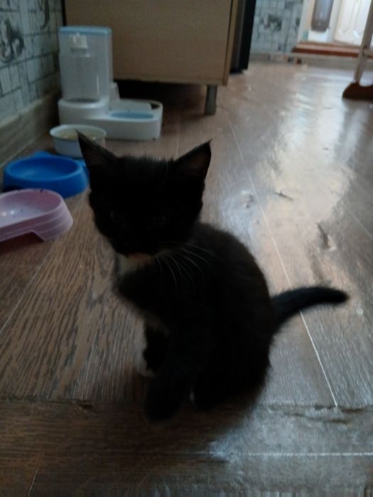 Отдам котят в хорошие, добрые руки.2серые и один черный. Игручие,актив
