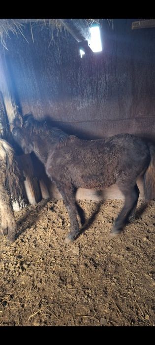 Продаются  жабағы