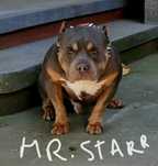 American bully Repro Top. Abkc