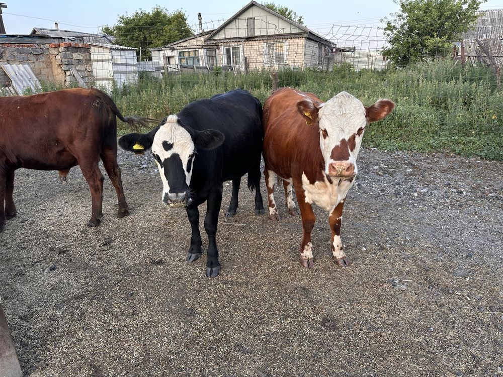 Продам дойных коров