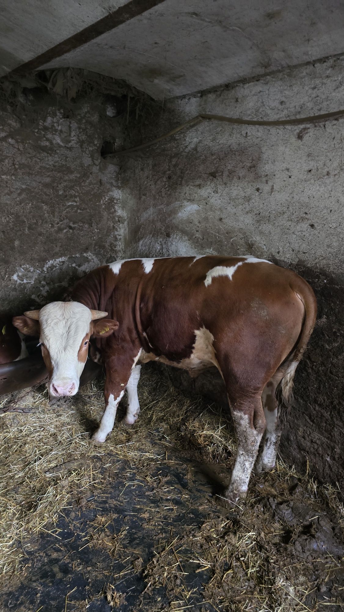 VAND 2 Taurasi su 2 Juninci