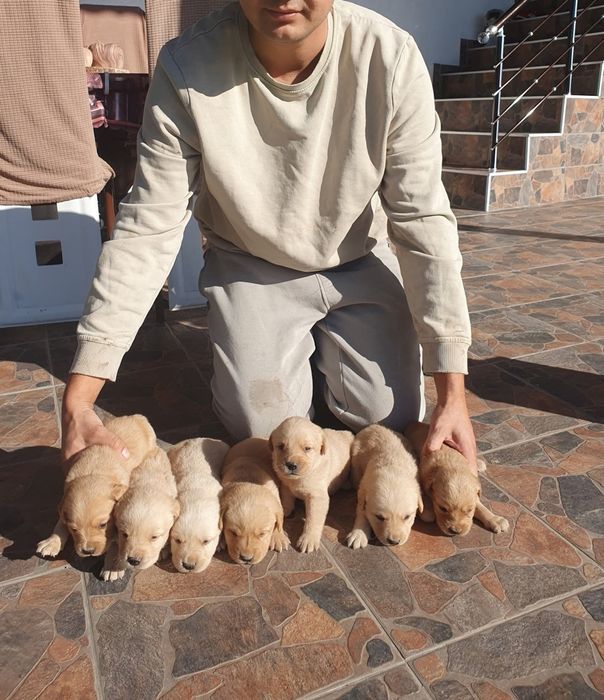 Чистокръвни Лабрадорчета