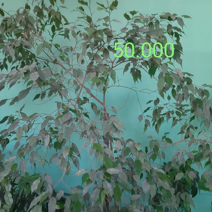 Продам комнатные цветы