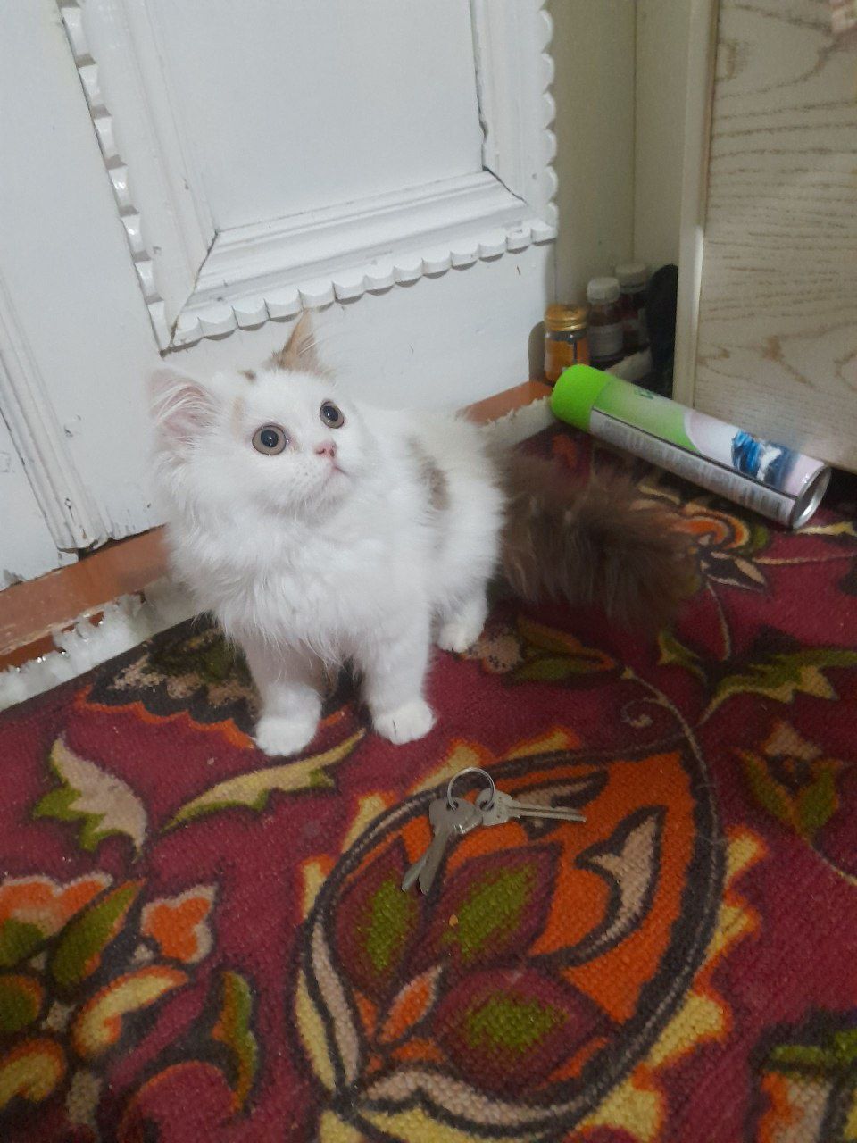 Zottor 3 oyli fors mushik bolasi