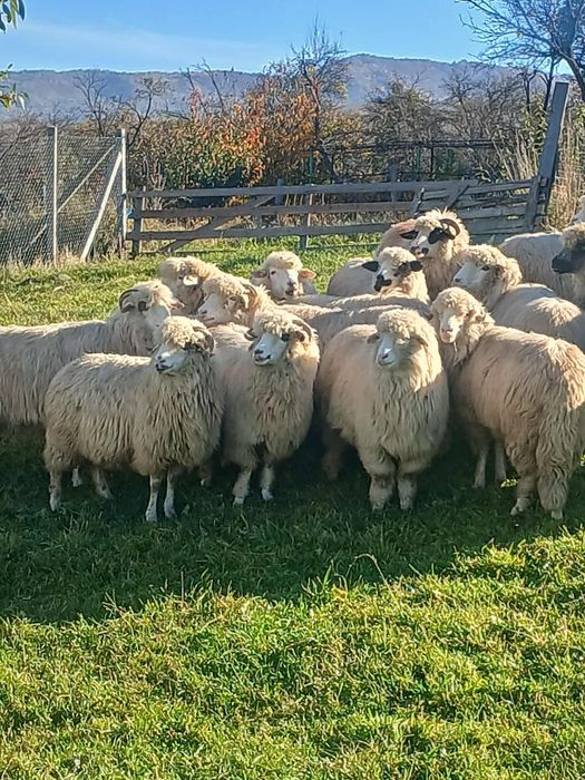 Vand oii bune de tinut