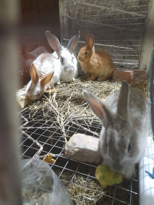 Quyonlar sotiladi onasi va 3ta bolasi