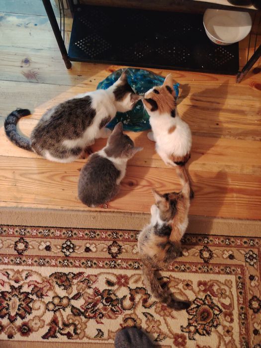 Мысык таза жақсы