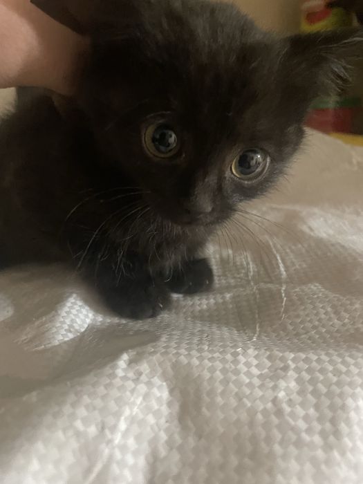 Продаю  черного котенка