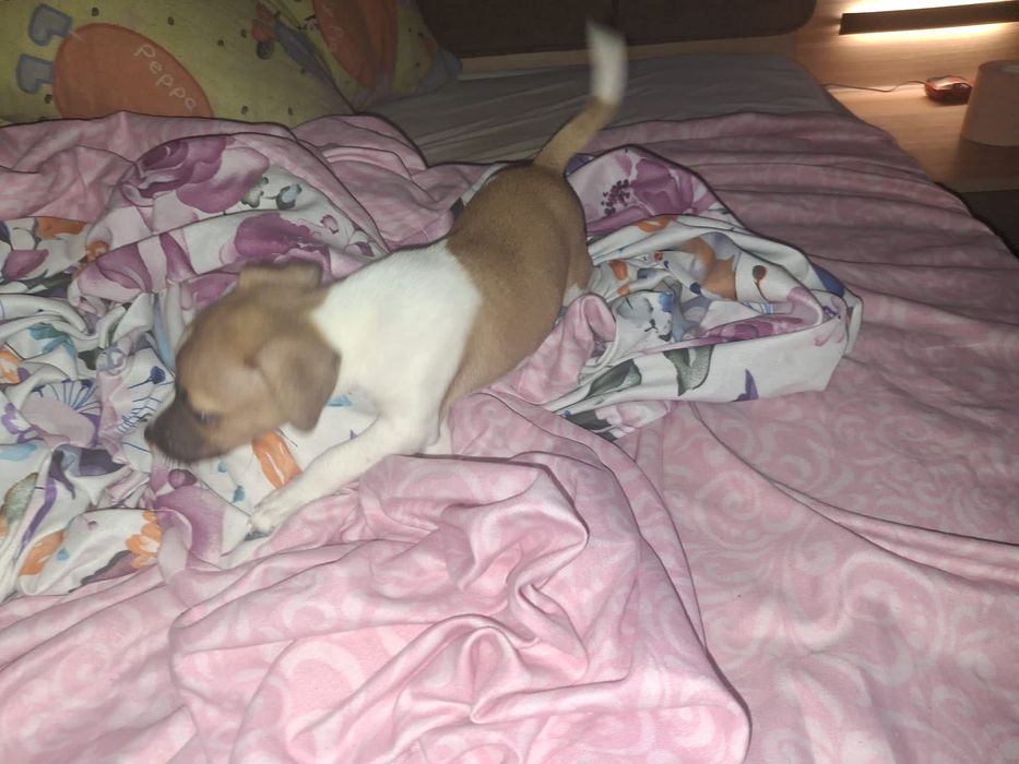 джак ръсел териер