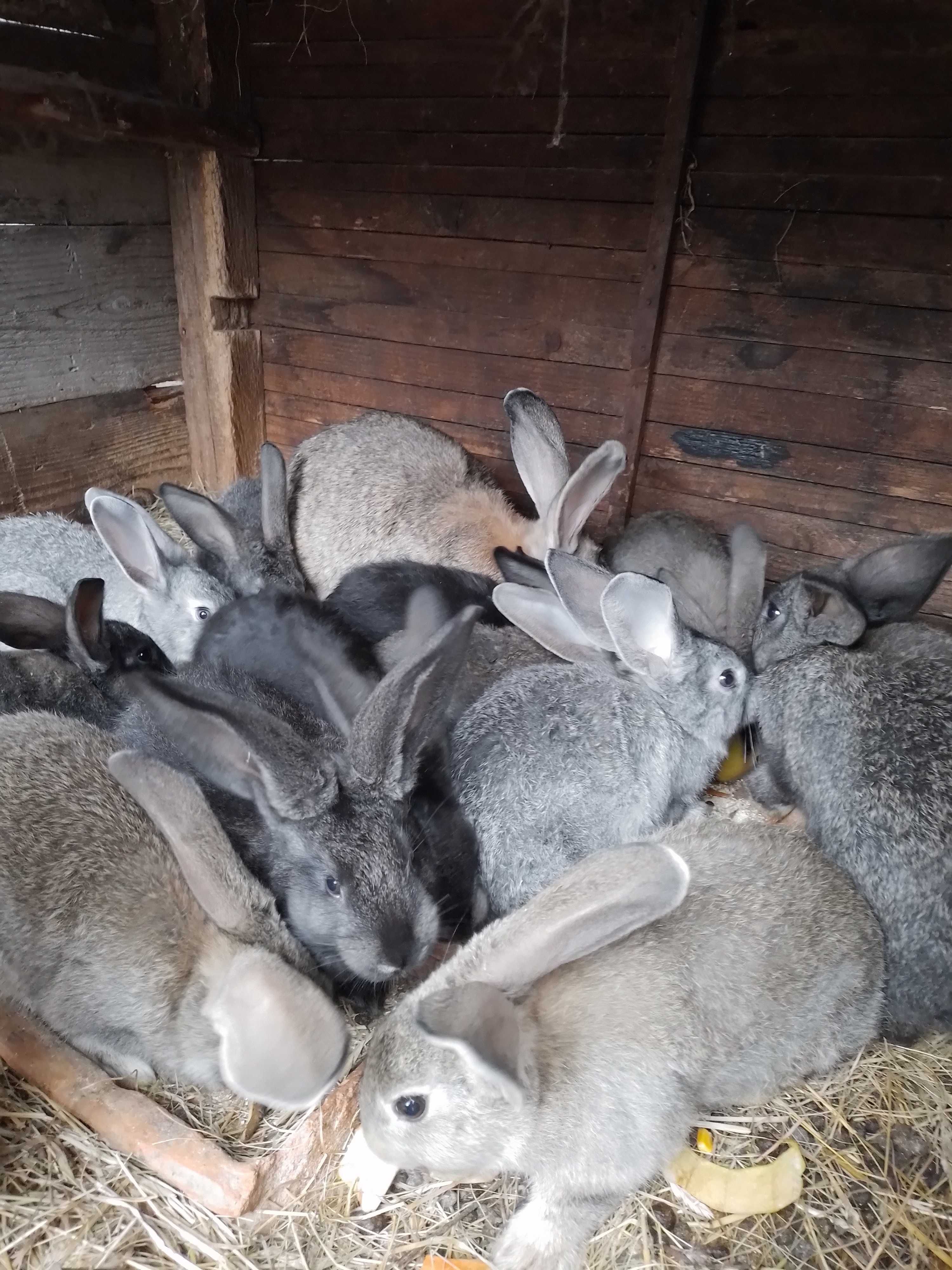 Vând iepuri de 2 luni și de 6 luni