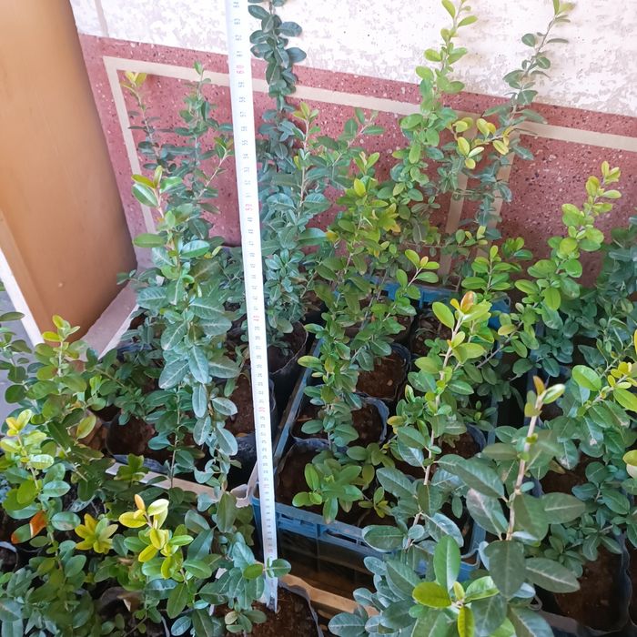 Пироканта кустарник