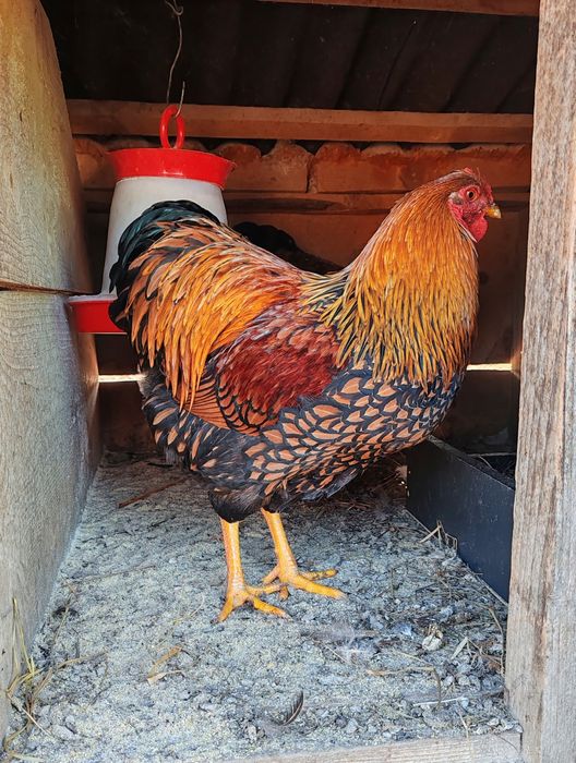 Când Cocoși Wyandotte GSG