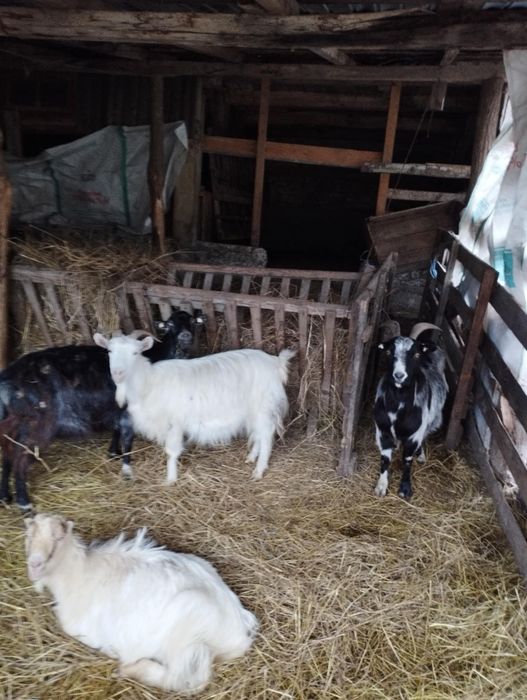 Vand 3 capre, tinere