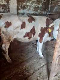 Vânzări  vaci rasa batată  românească